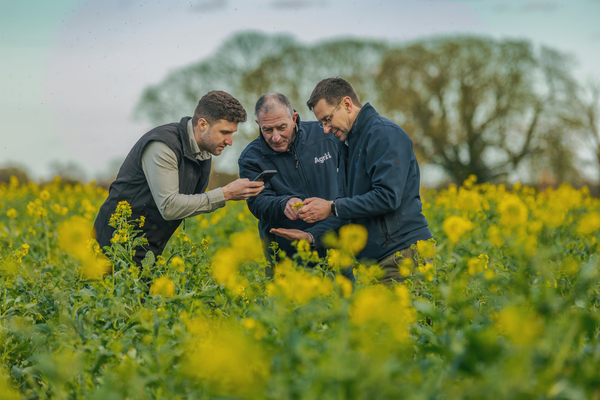 Agrii advisors inspecting crops with farmer
